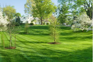 A healthy green lawn